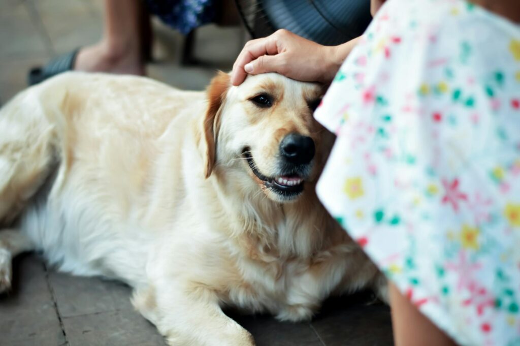 Tips for Dog Socialization: How to Help Your Dog Thrive