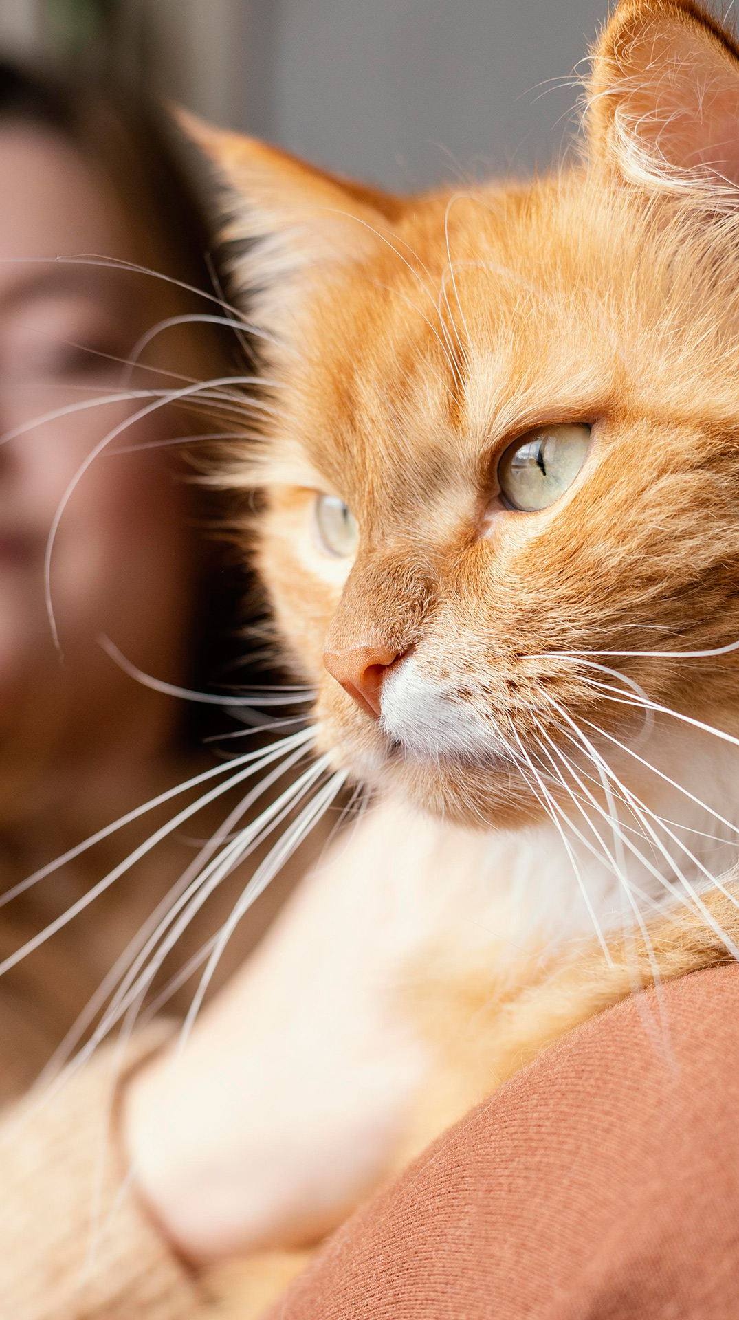 cat day care walking dog cat care pet sitting