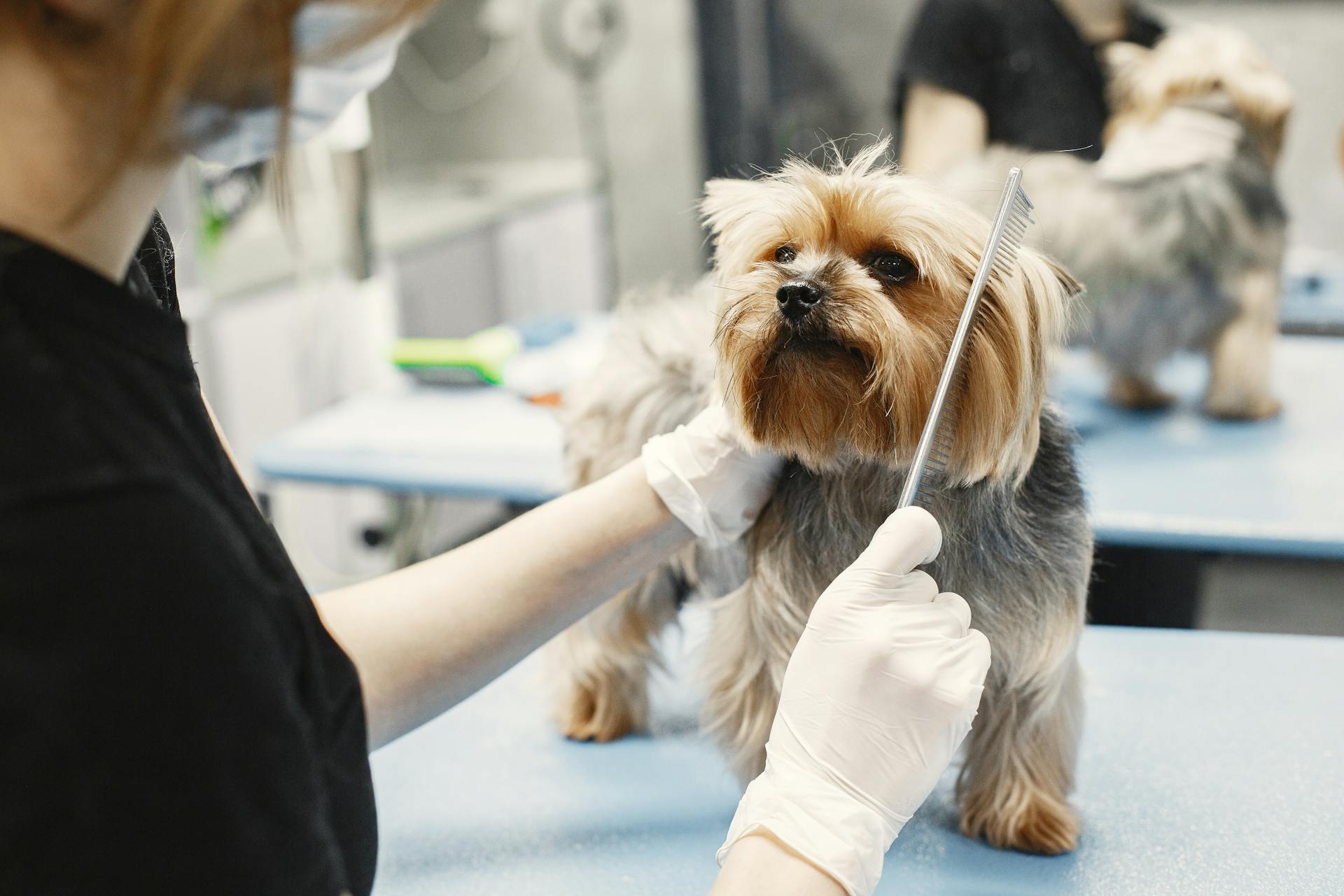 Professional Dog Grooming London: Keeping Your Dog Clean, Healthy and Comfortable