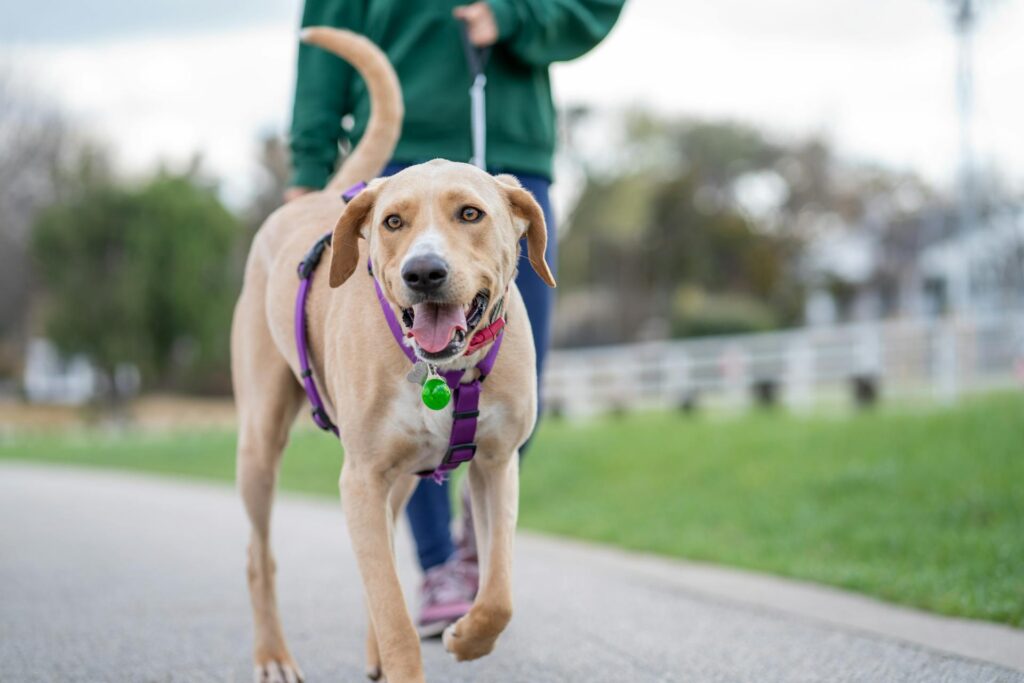 solo dog walking dog day care
