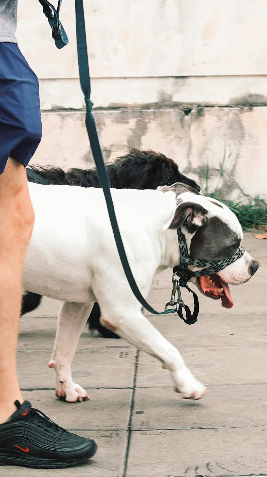 experienced dog walker london pet day carers.