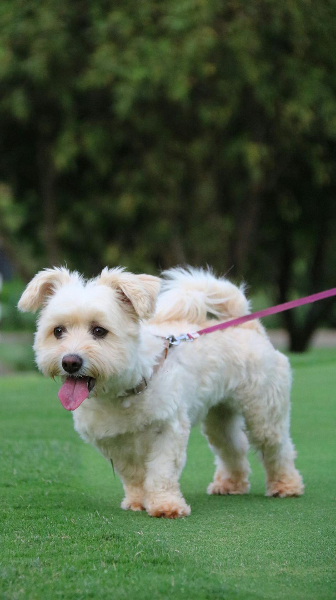 best dog walker london Pet Day Carers