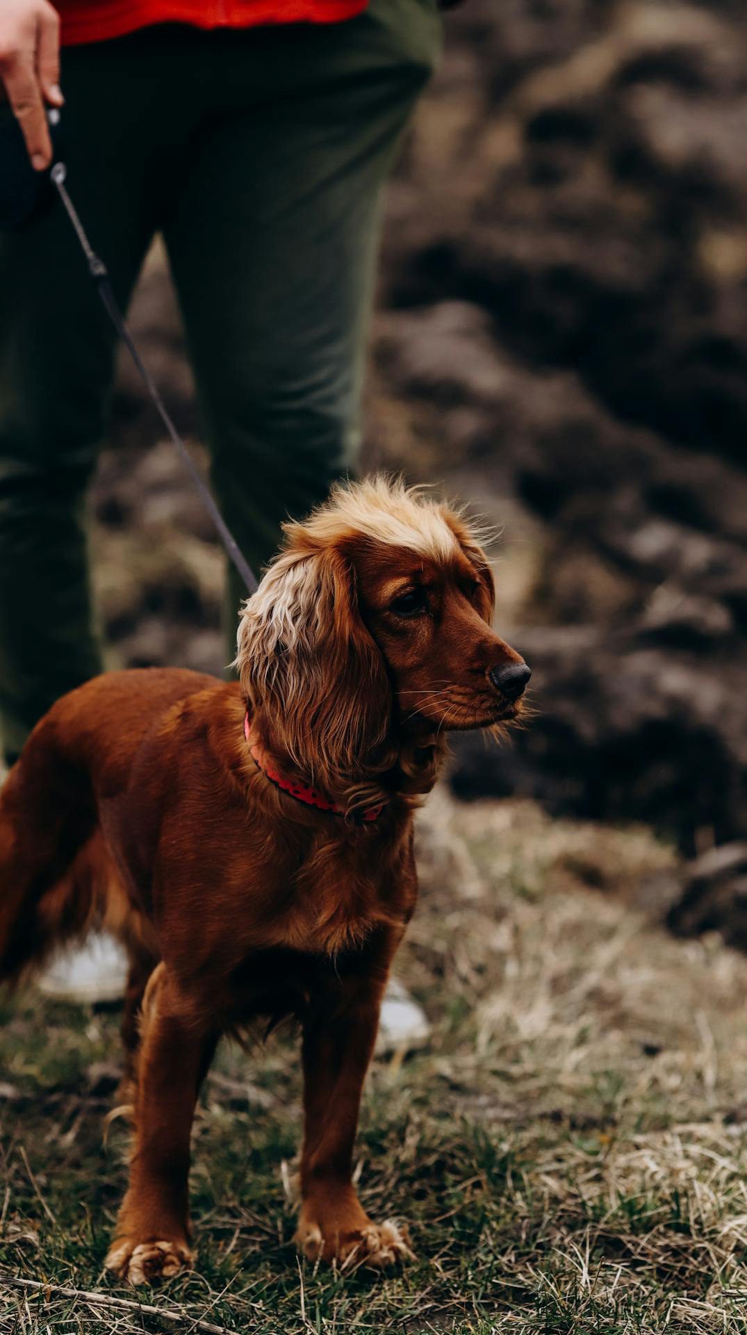 best dog walker london Pet Day Carers