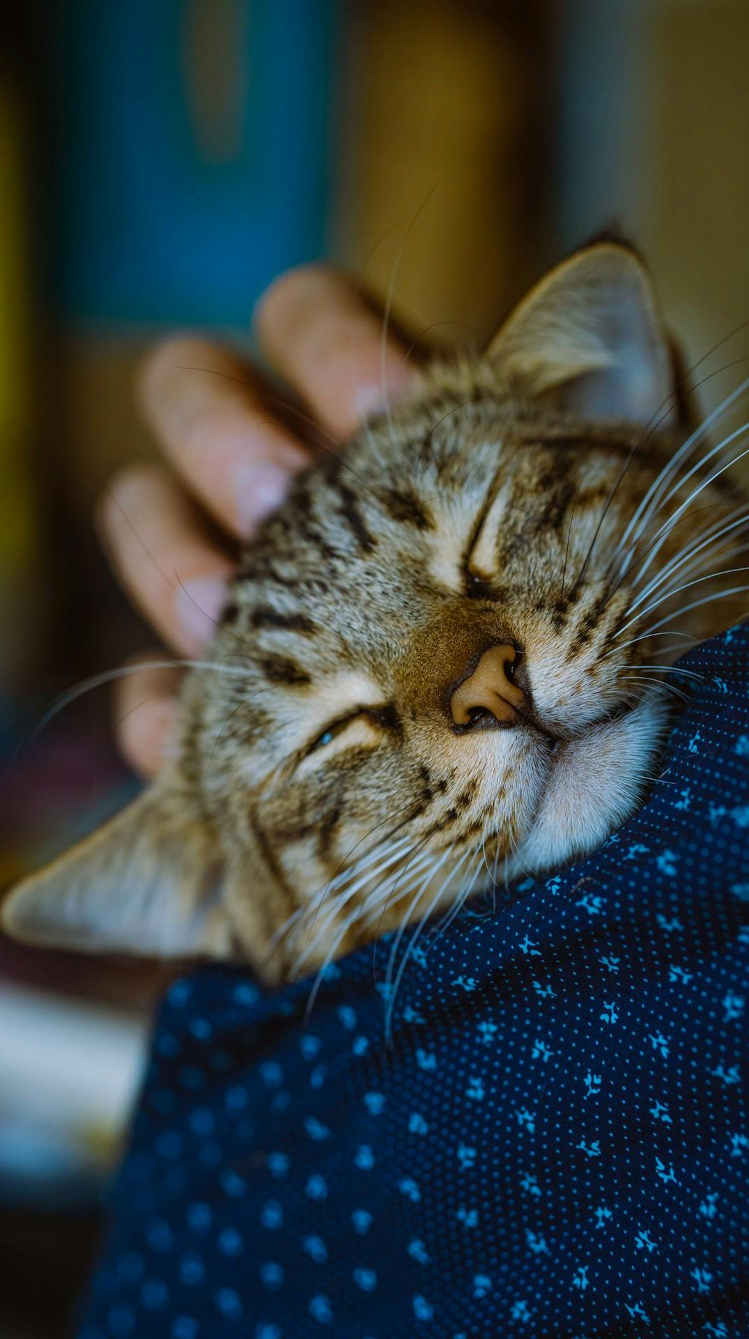 cat boarding london pet day carers